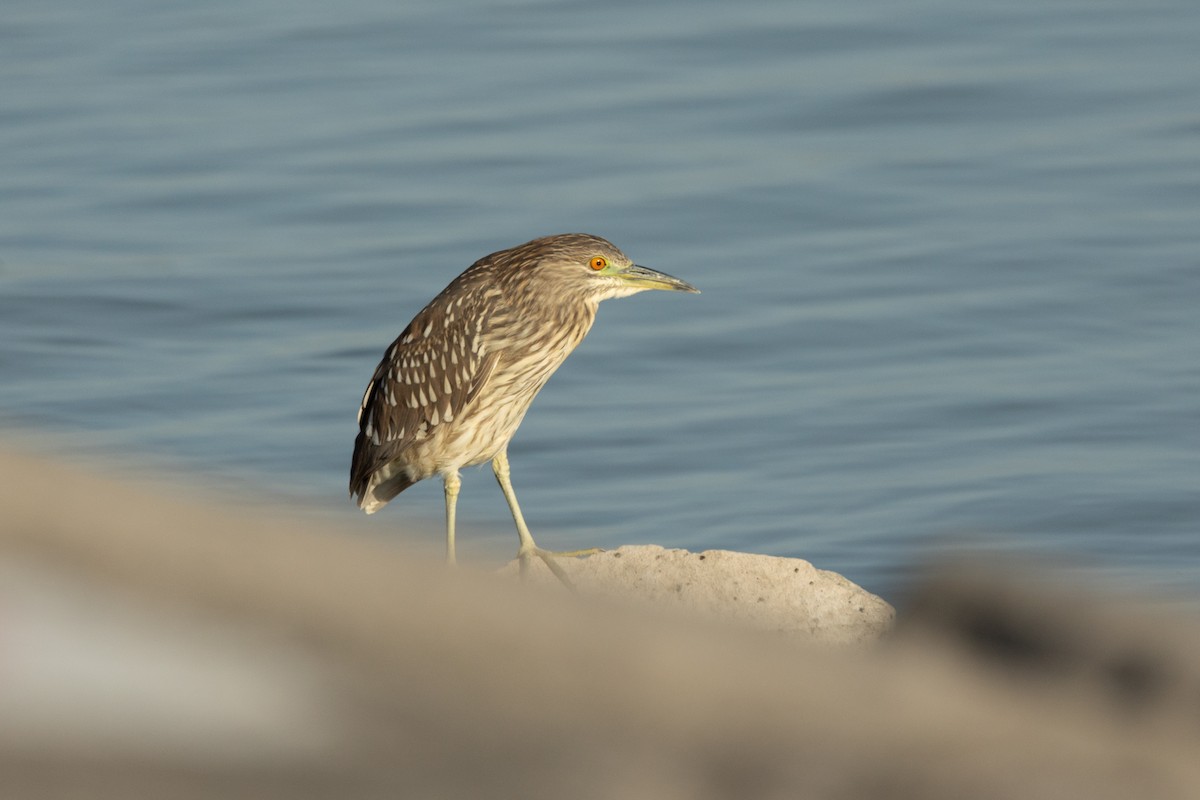 Black-crowned Night Heron - ML386774671