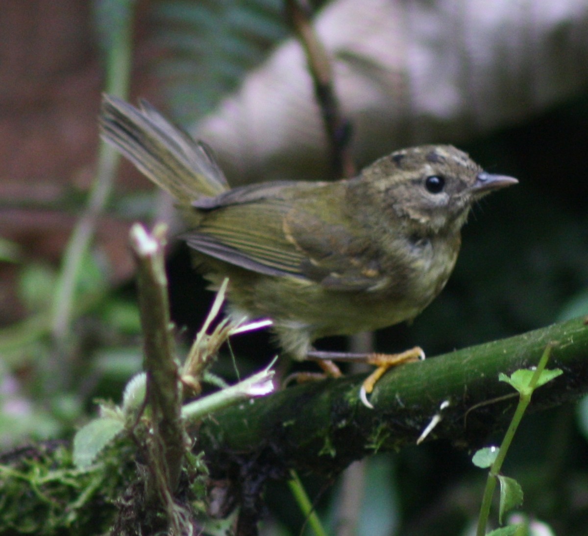 Dreistreifen-Waldsänger (auricularis) - ML38677551