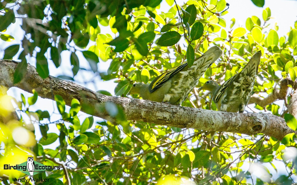 Sumba Green-Pigeon - Andy Walker - Birding Ecotours