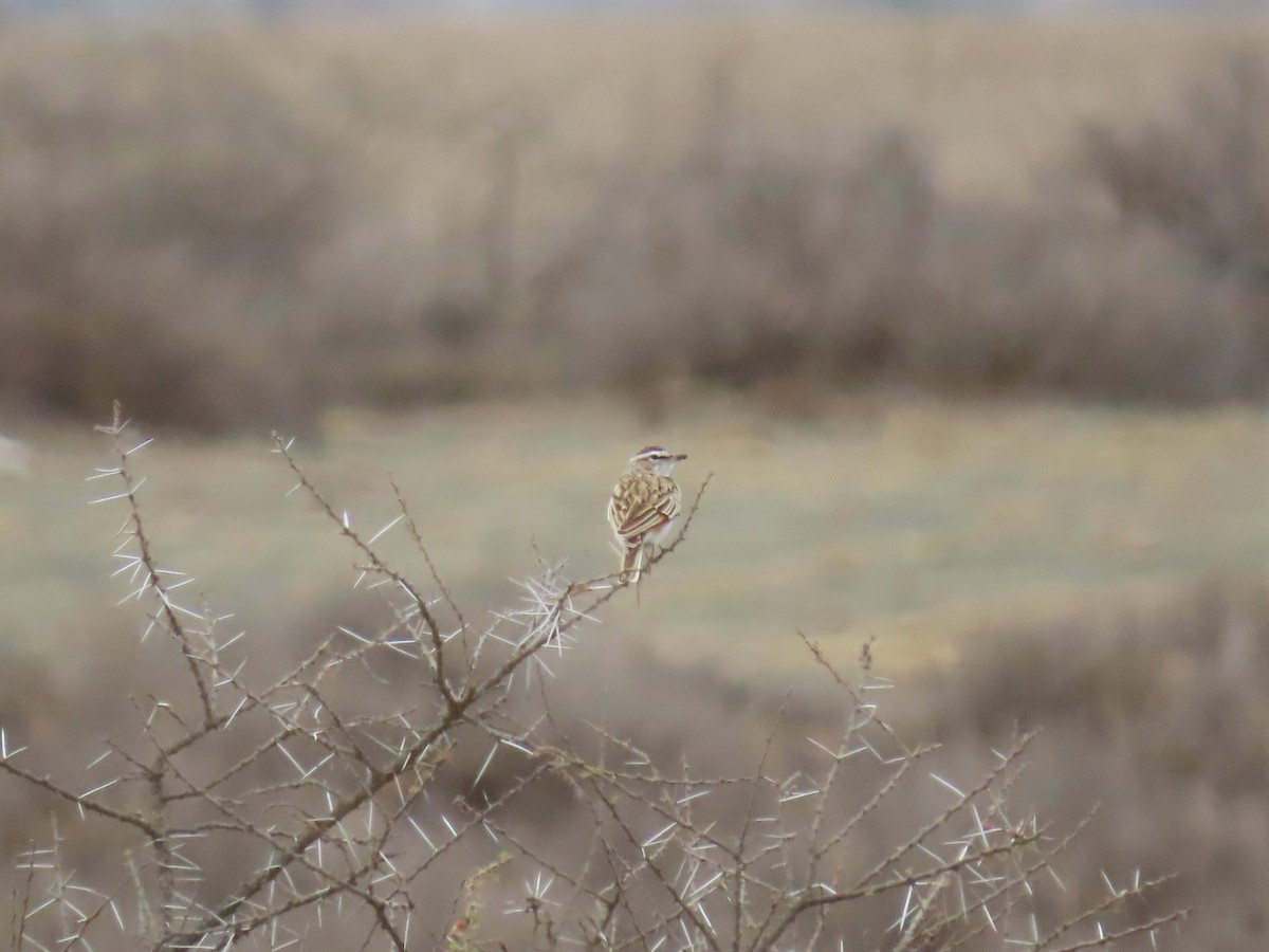 Fawn-colored Lark (Foxy) - ML386776621