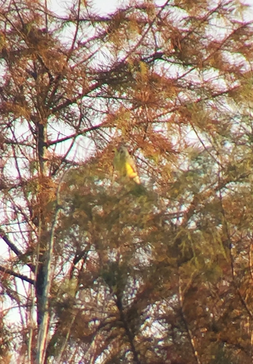 Western Kingbird - ML38677681