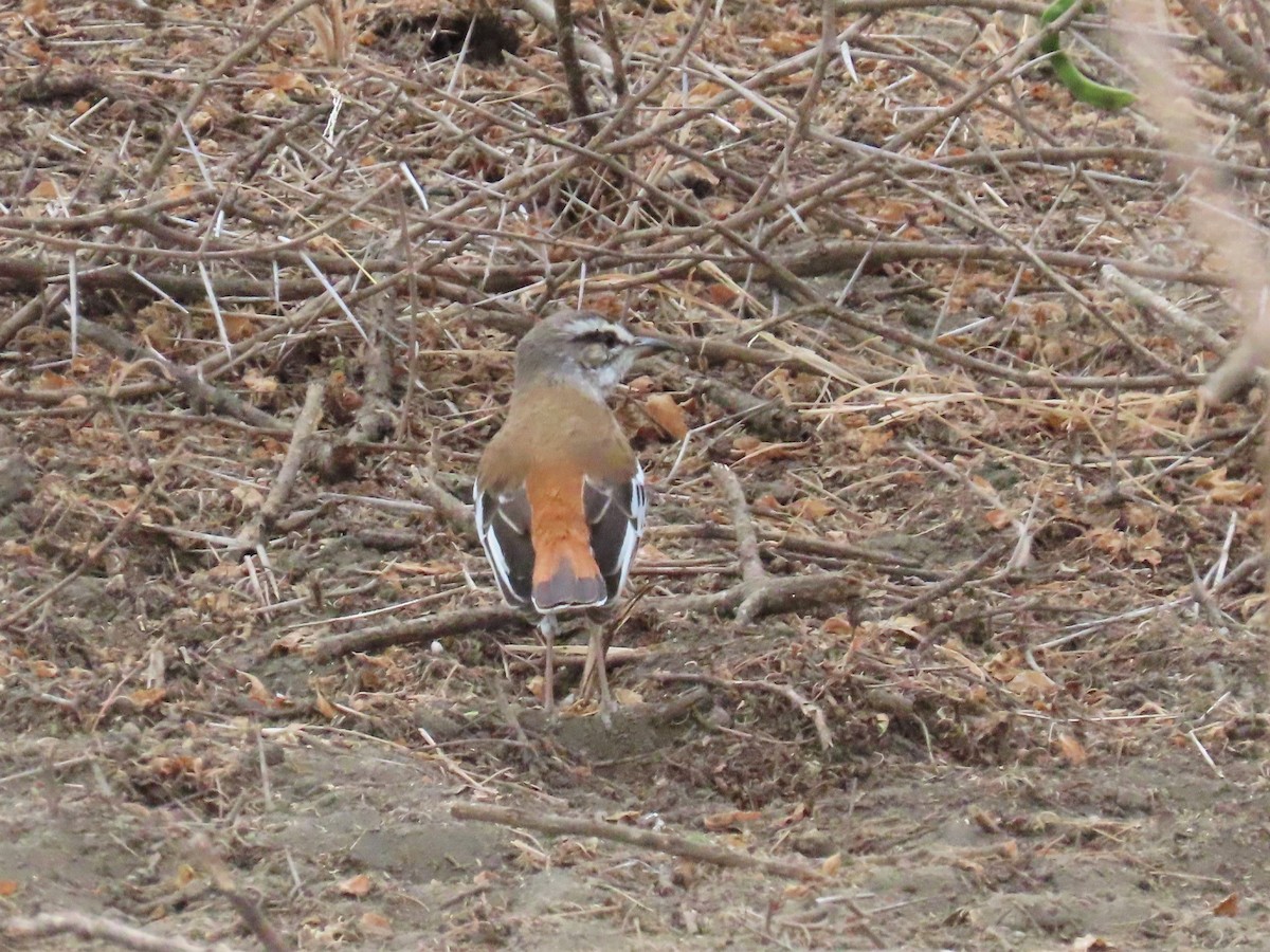 Red-backed Scrub-Robin - W Wonderley