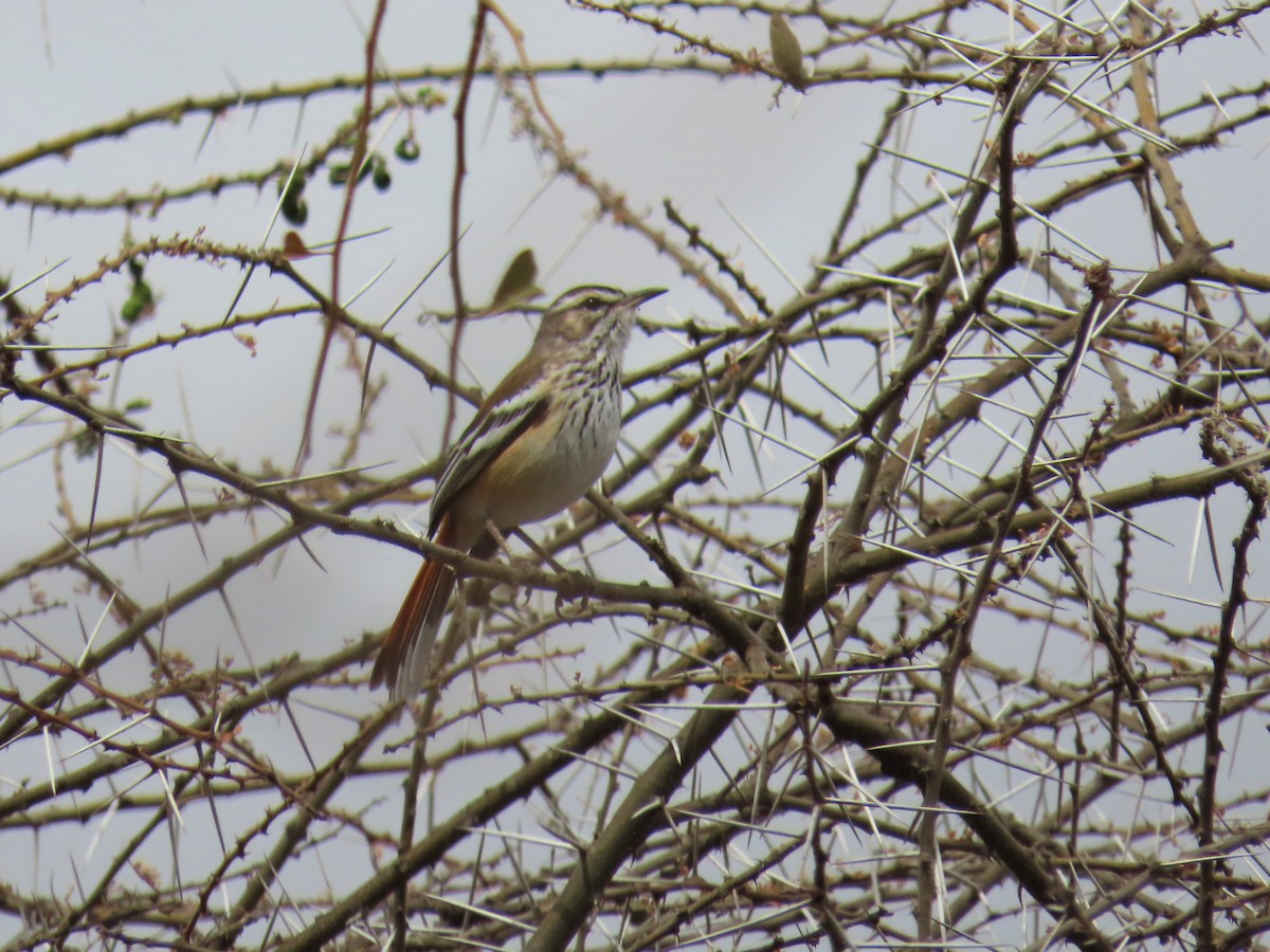 Red-backed Scrub-Robin - W Wonderley