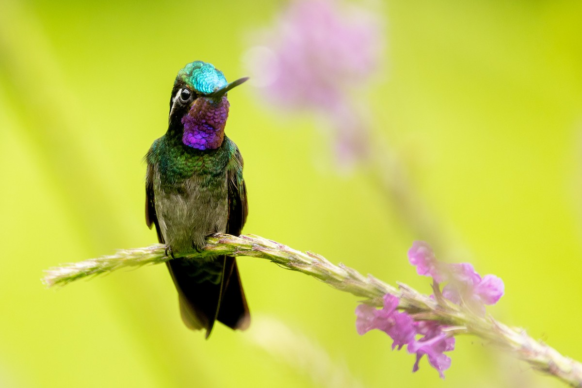 Purple-throated Mountain-gem - ML386778351