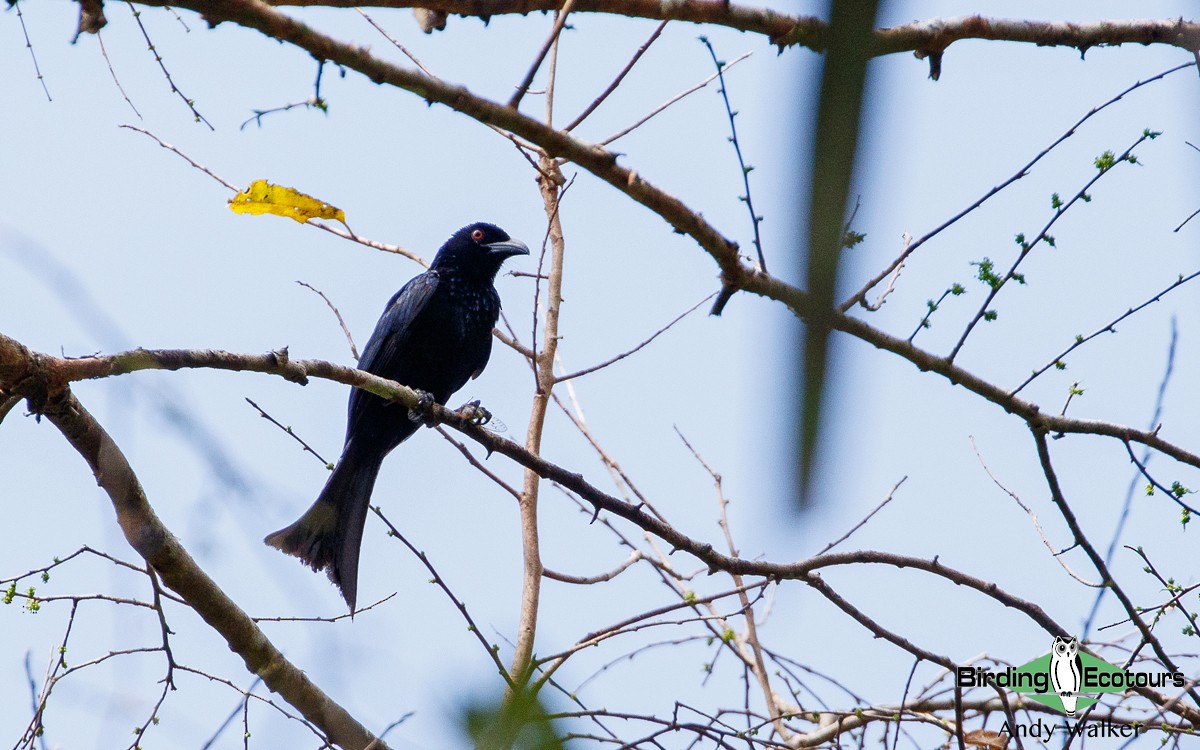 Wallacean Drongo (Sumba) - ML386779791