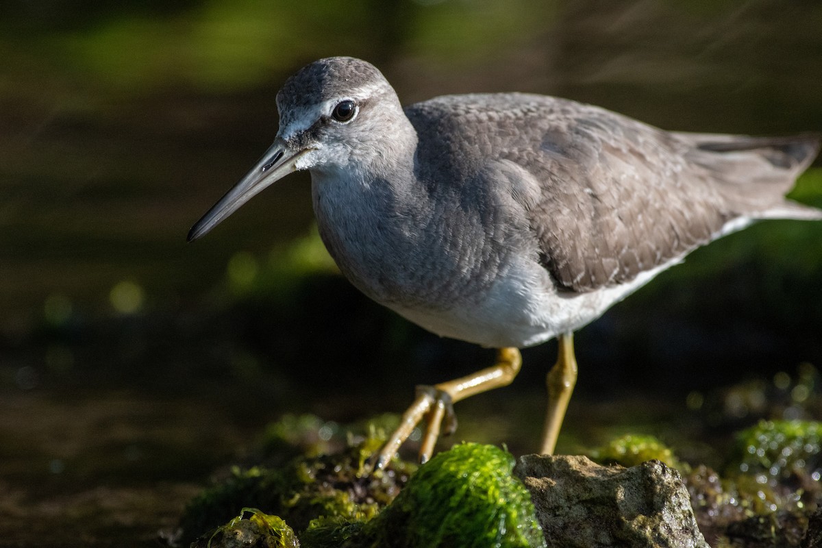 Grauschwanz-Wasserläufer - ML386779851