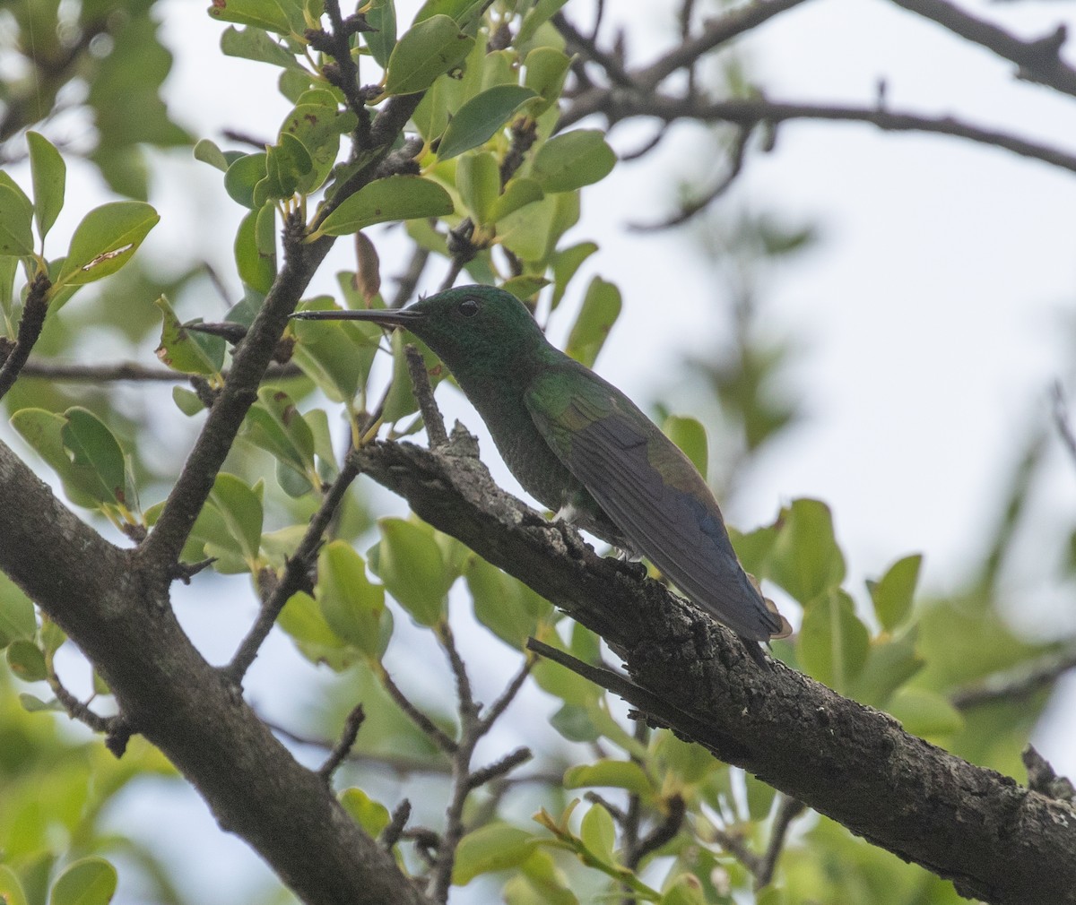 Blue-vented Hummingbird - Lindy Fung