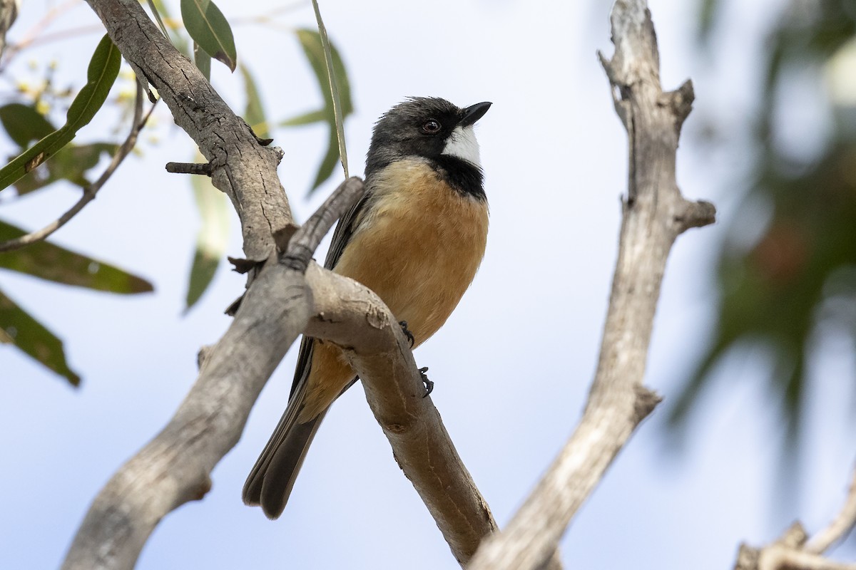 Rufous Whistler - ML386780301