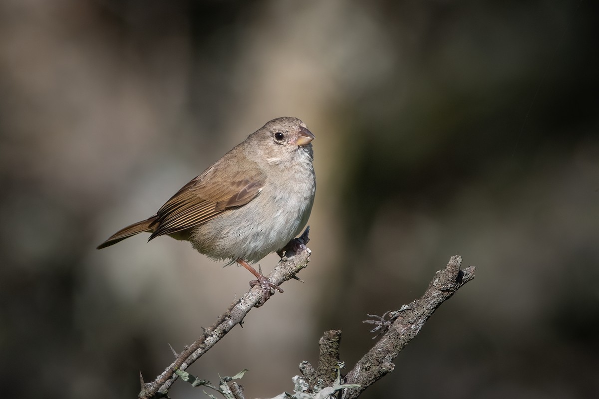 Dull-colored Grassquit - Pablo Re