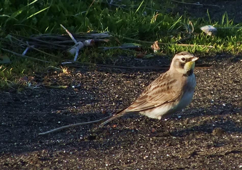 Horned Lark - ML386783611