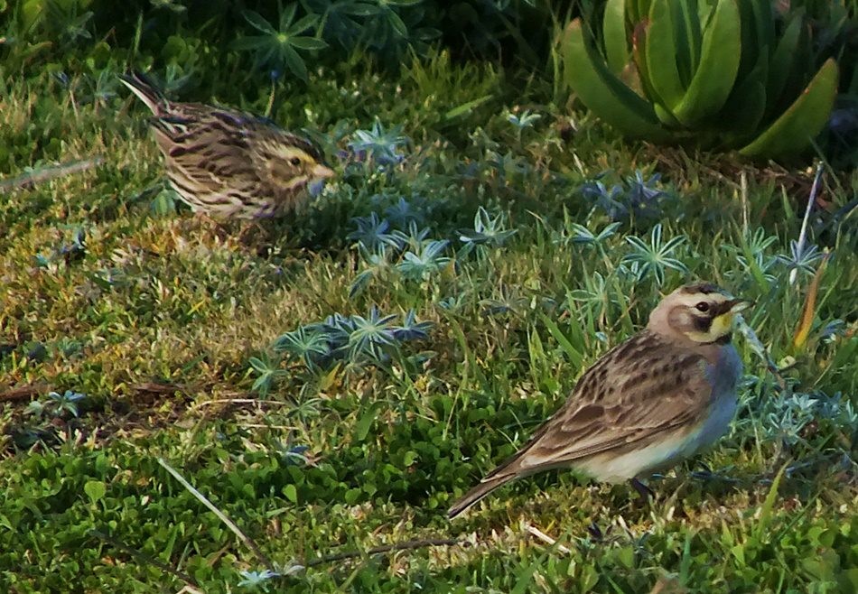 Horned Lark - ML386783621