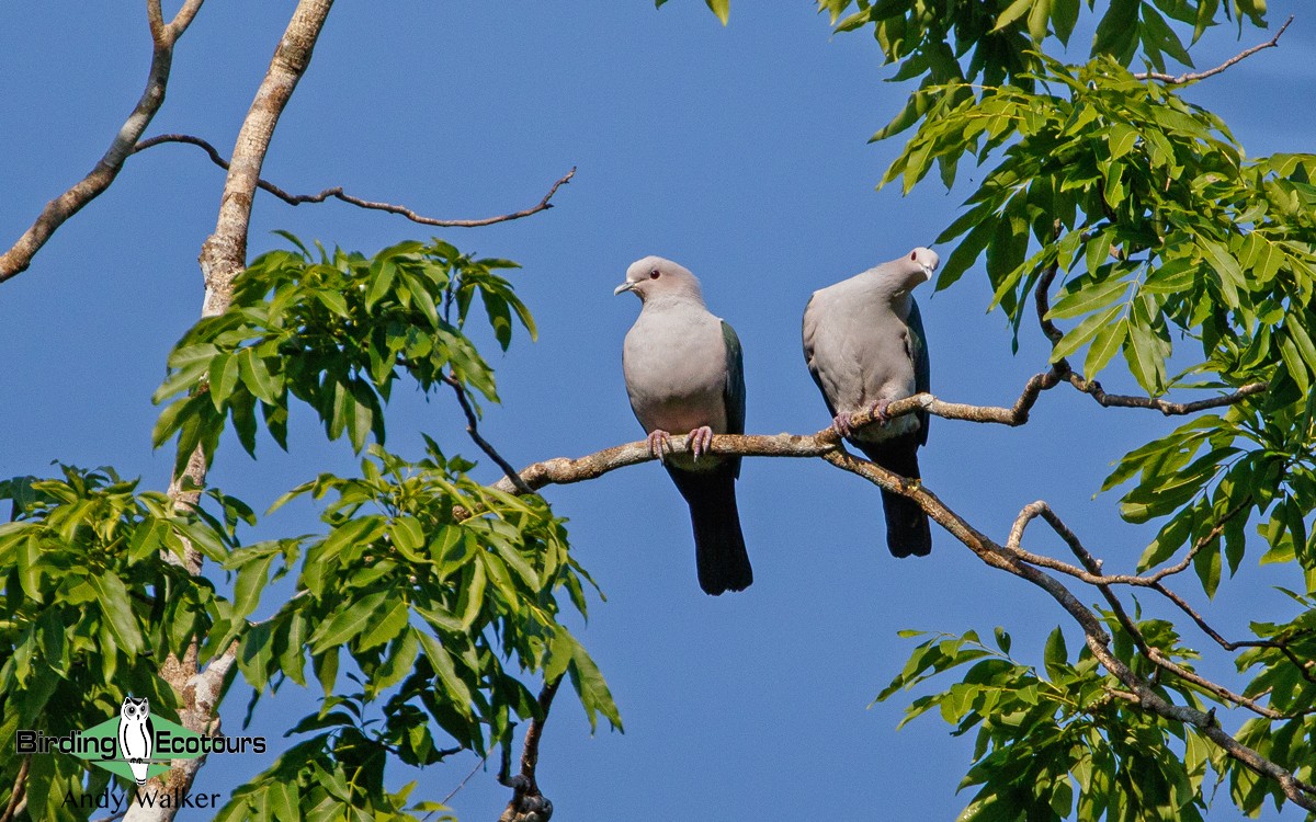 Green Imperial-Pigeon - ML386783761