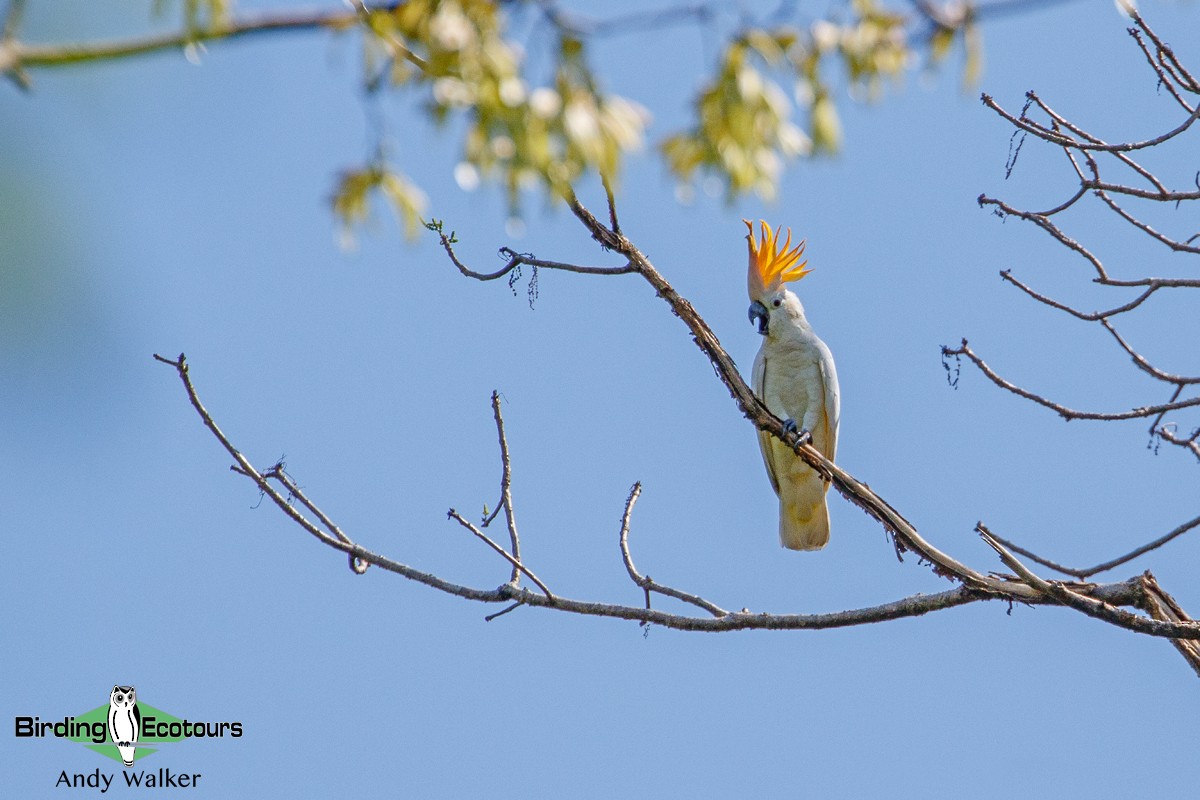 Citron-crested Cockatoo - ML386784191