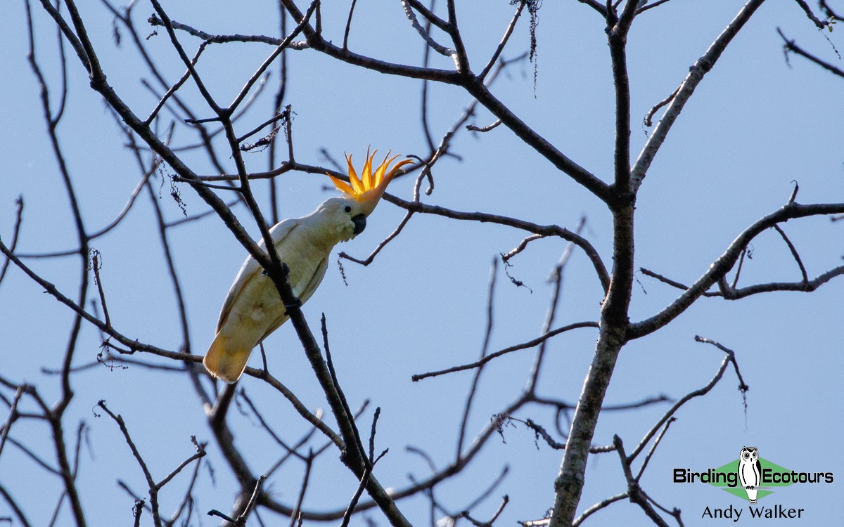 Citron-crested Cockatoo - ML386784211