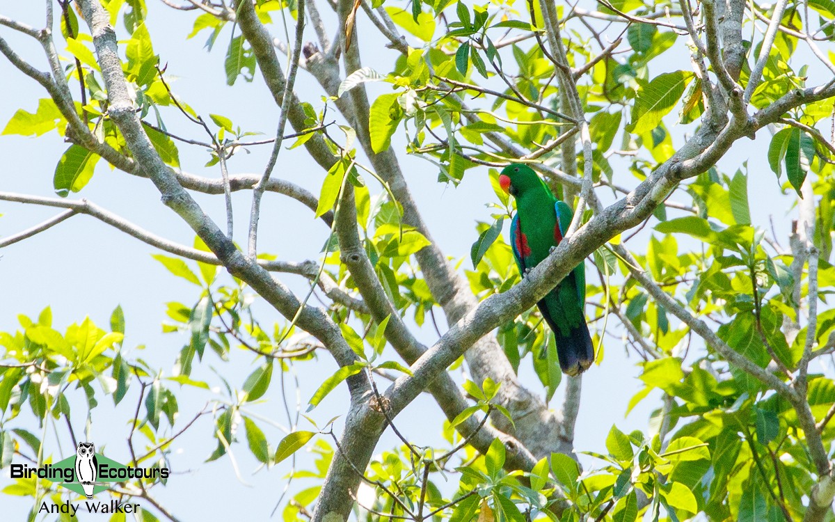 Sumba Eclectus - ML386784281