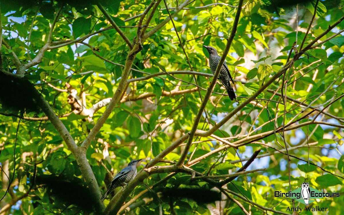 Pale-shouldered Cicadabird - ML386784461