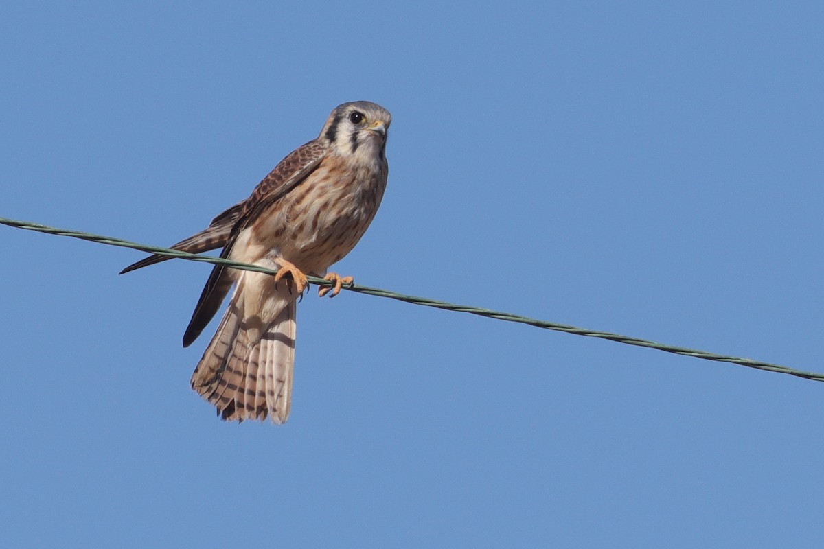 American Kestrel - ML386785091