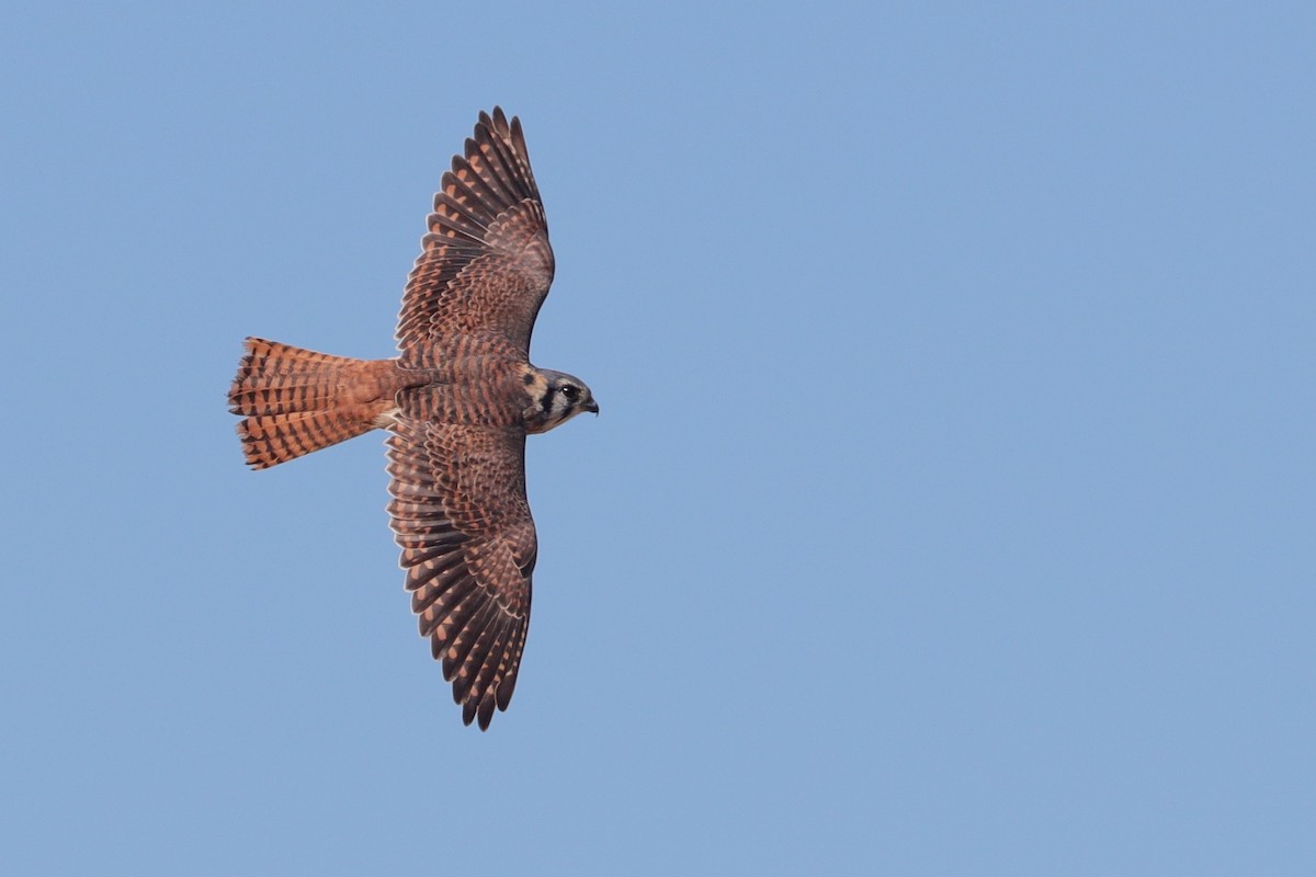 American Kestrel - ML386785101