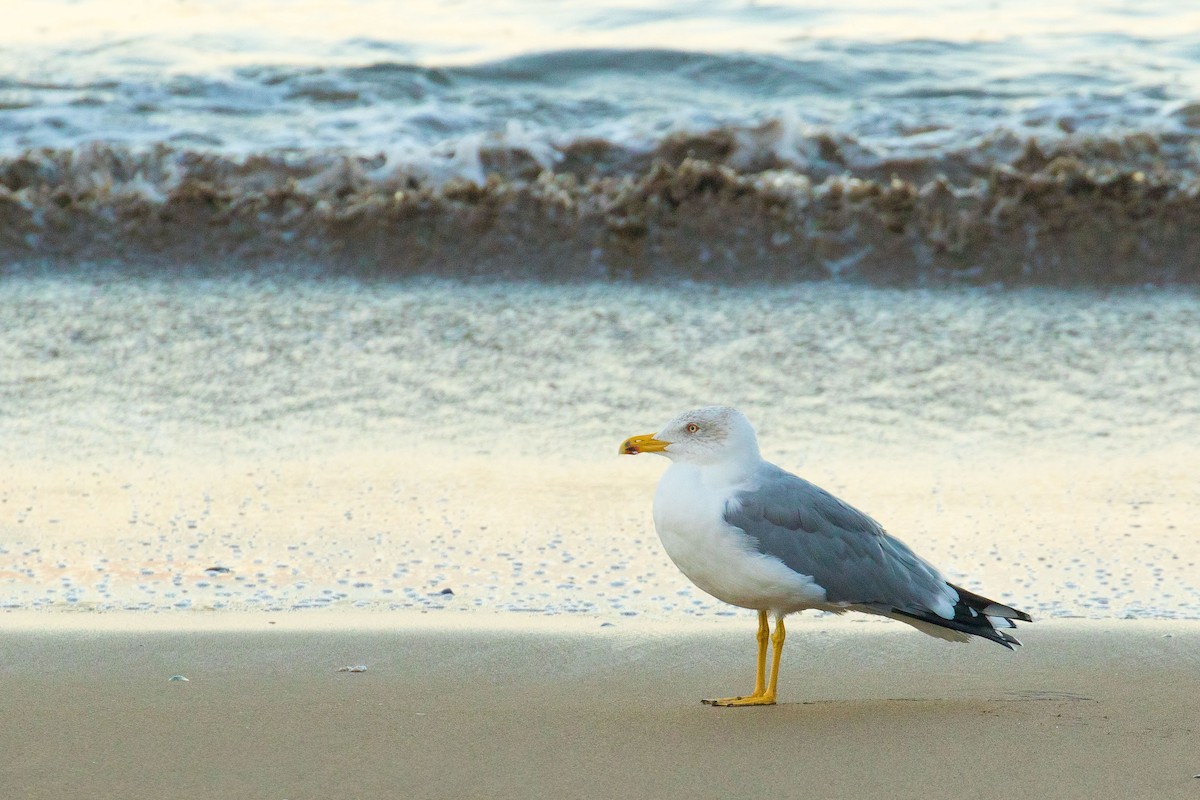 Yellow-legged Gull - John Reynolds