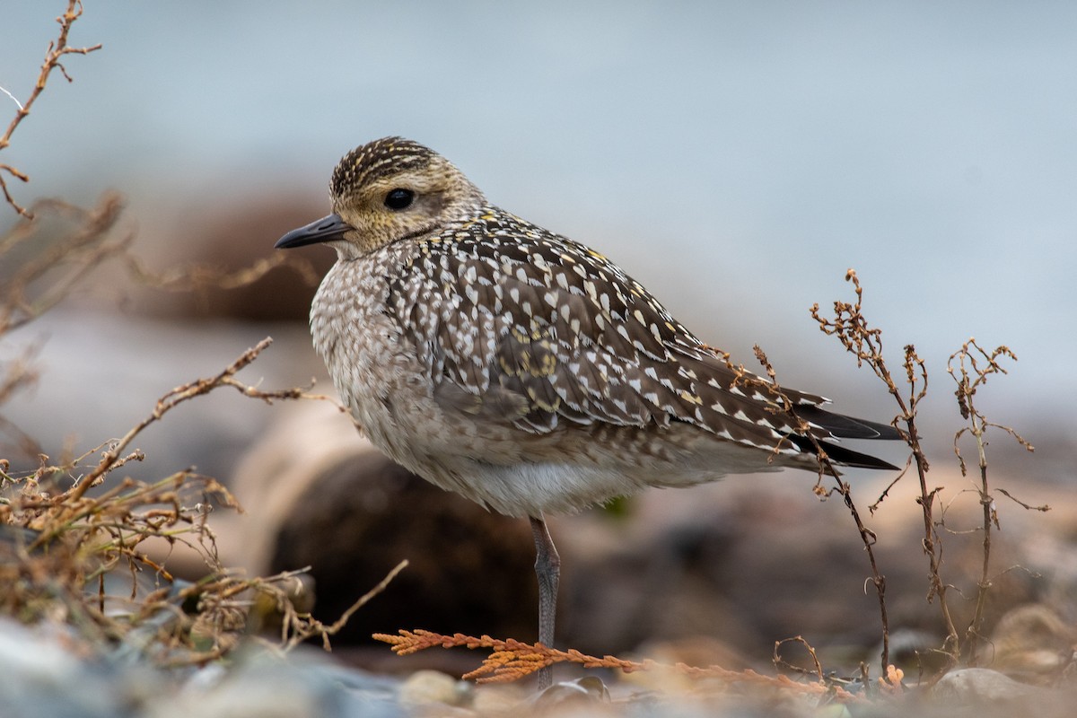 Urre-txirri siberiarra - ML386786211