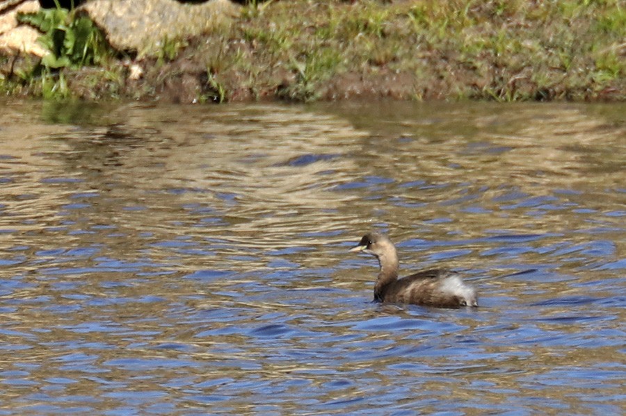 Grèbe castagneux - ML386786711