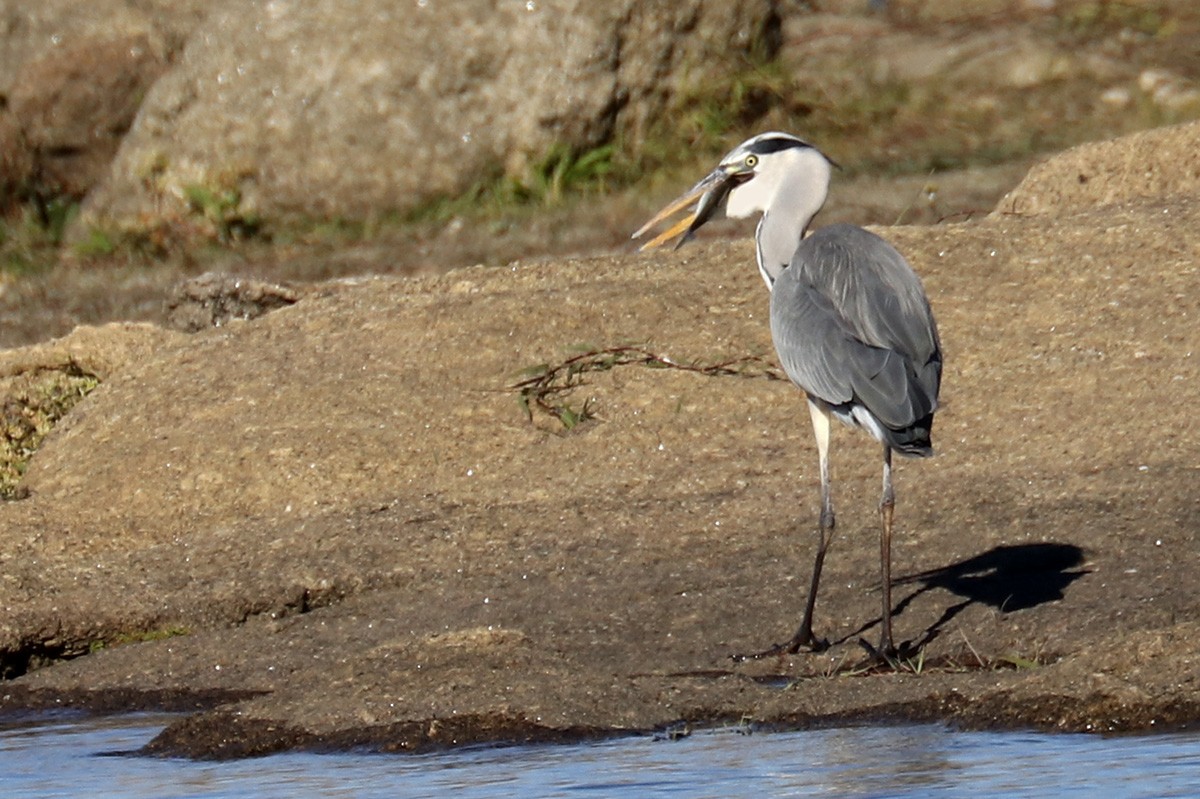 Gray Heron - ML386786931