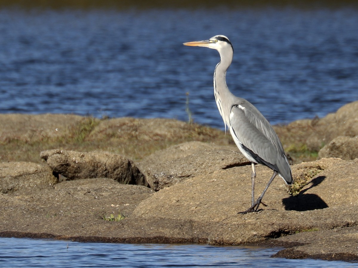 Gray Heron - Francisco Barroqueiro