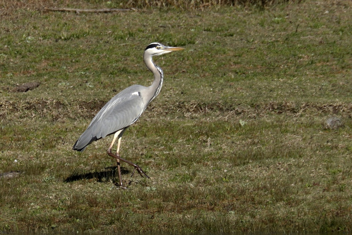 Gray Heron - ML386787011