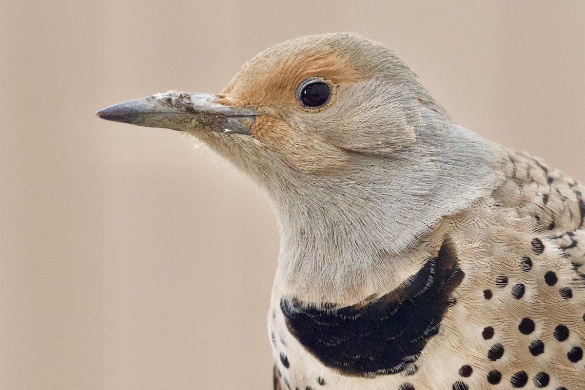 Northern Flicker - ML386787271