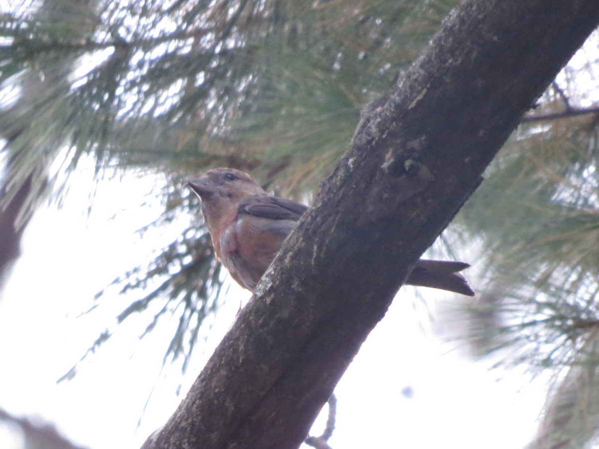 White-winged Crossbill - James Kroeker