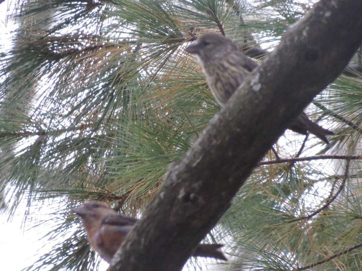 White-winged Crossbill - ML386787581