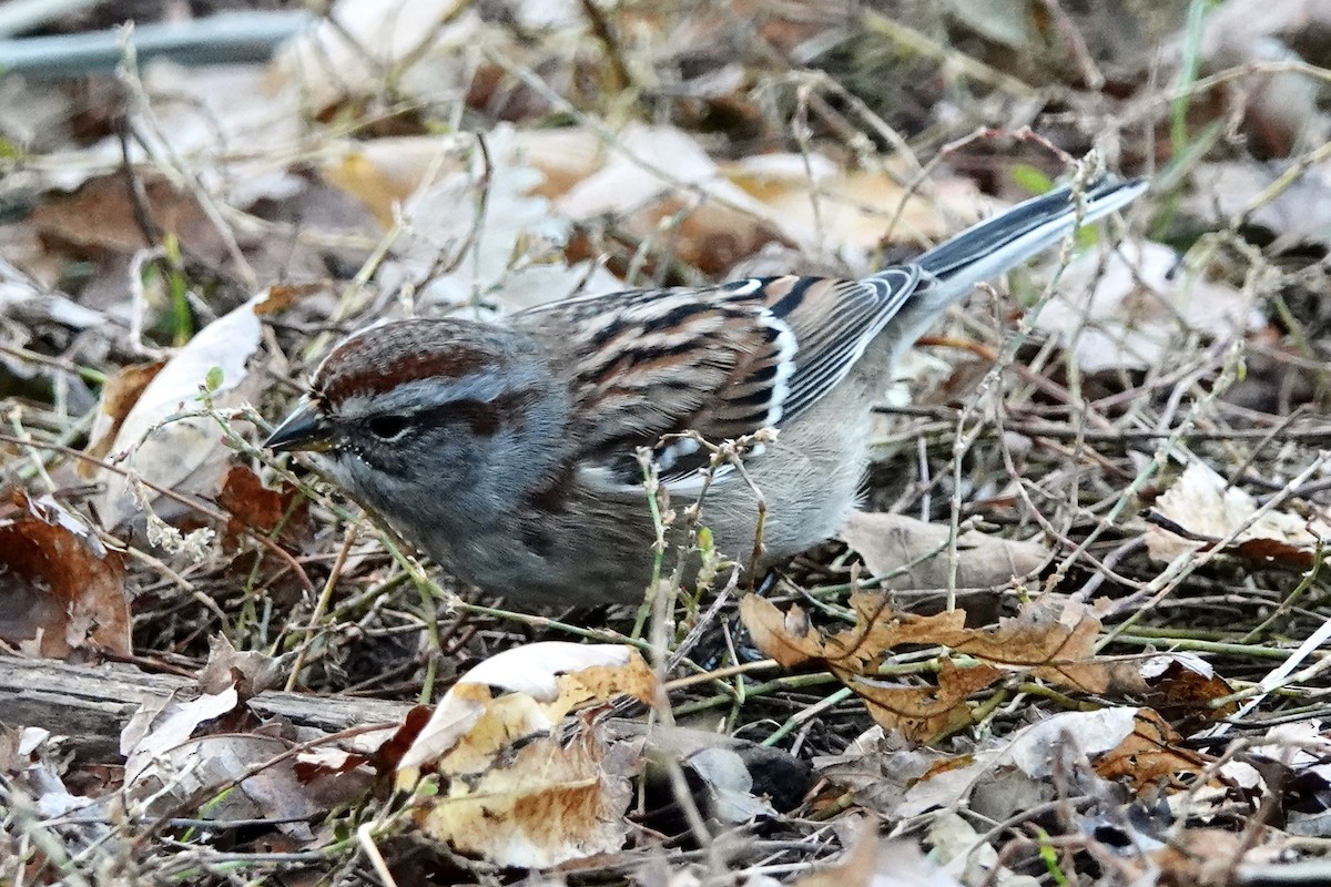 American Tree Sparrow - Radka Osickova