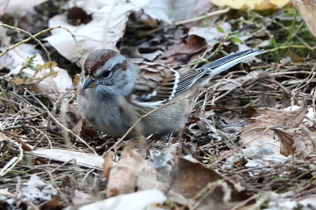 American Tree Sparrow - ML386787971