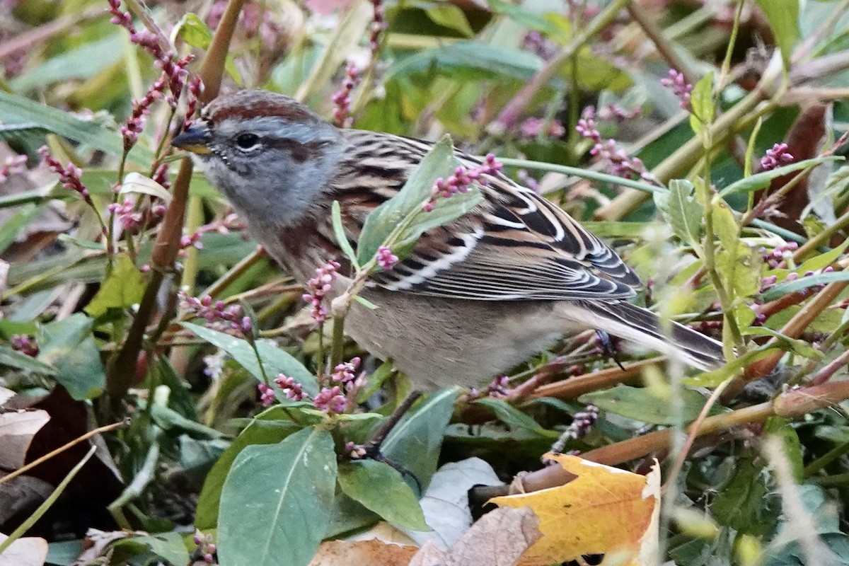 American Tree Sparrow - ML386787981