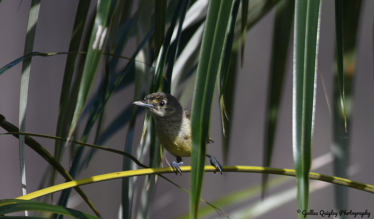 Thick-billed Vireo - ML386788101