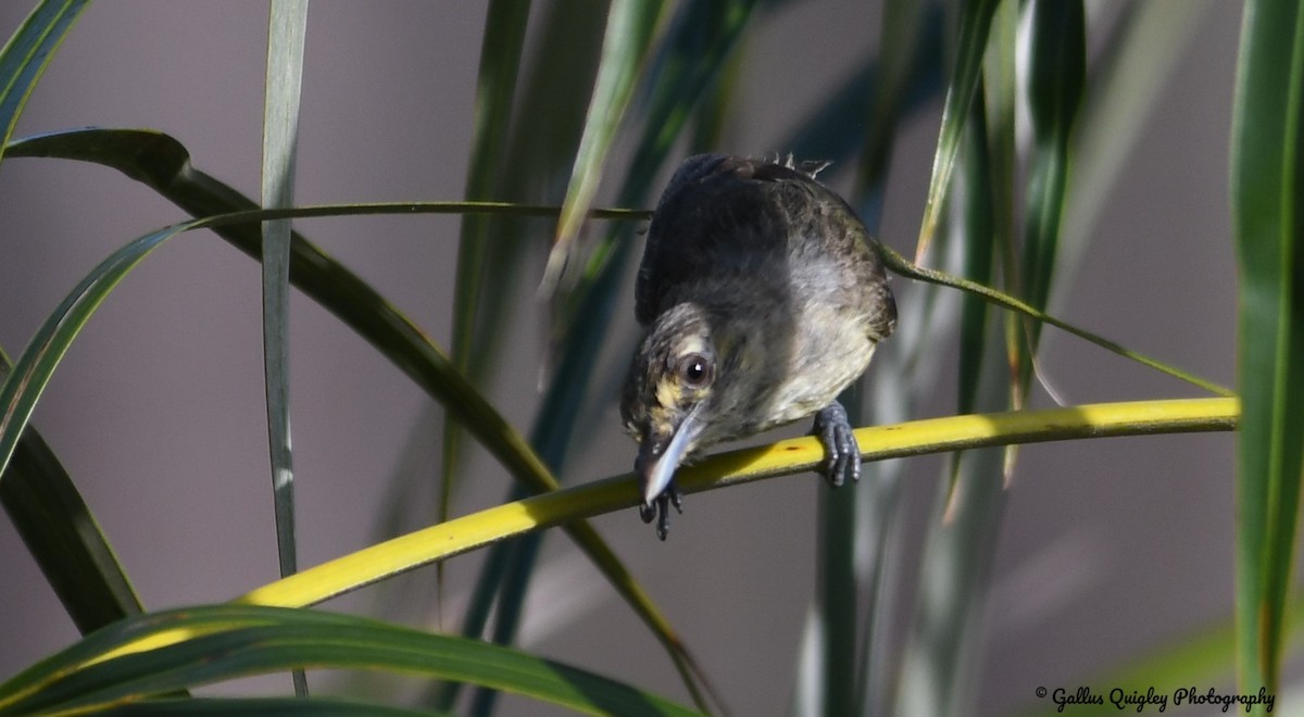 Vireo Piquigrueso - ML386788111