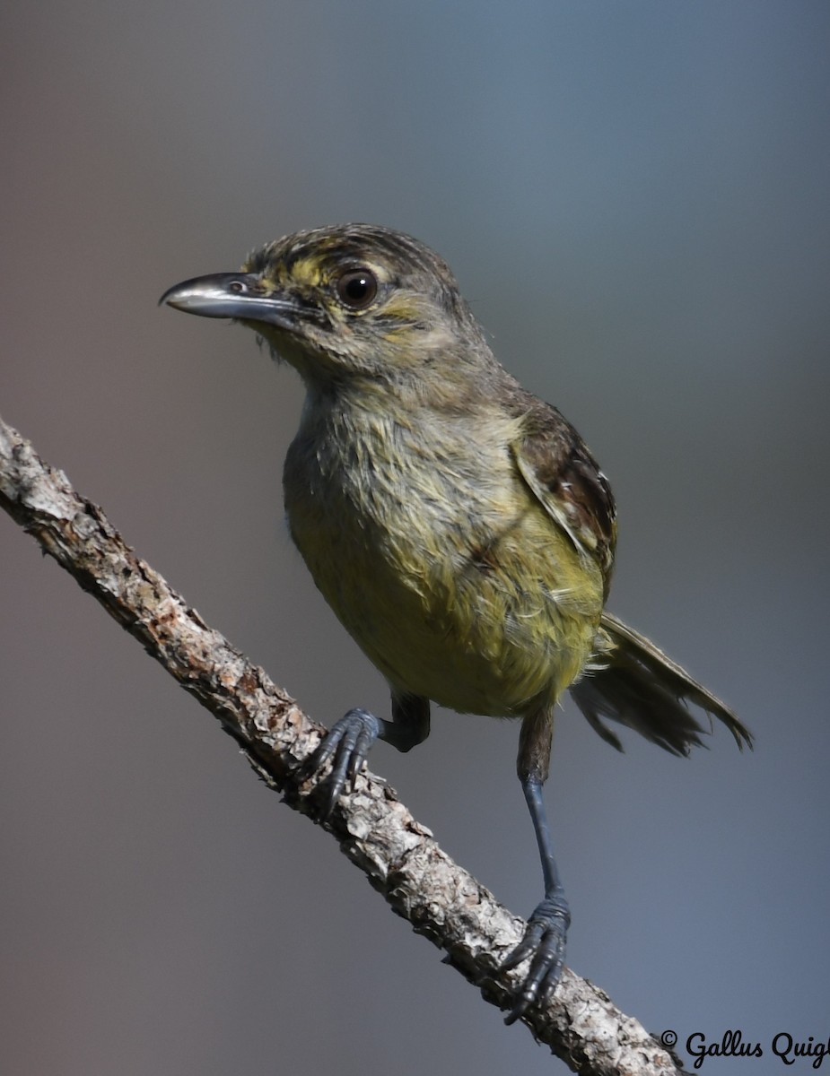 Thick-billed Vireo - ML386788121