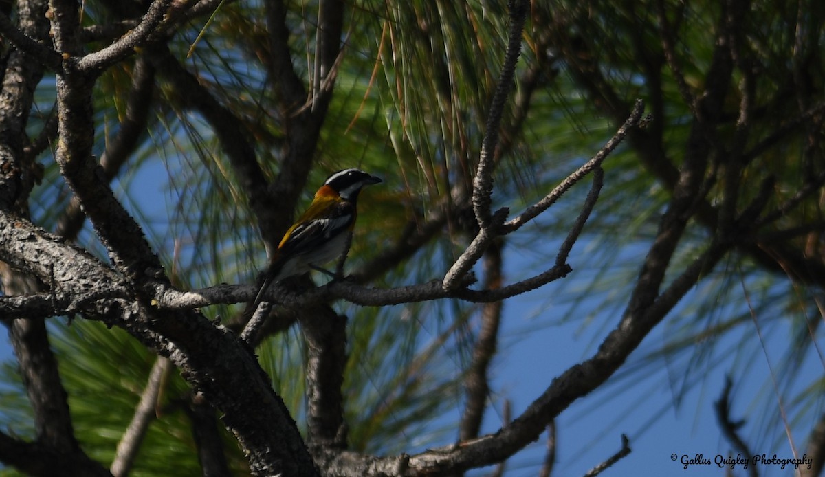 Western Spindalis (Bahamas Green-backed) - ML386788171