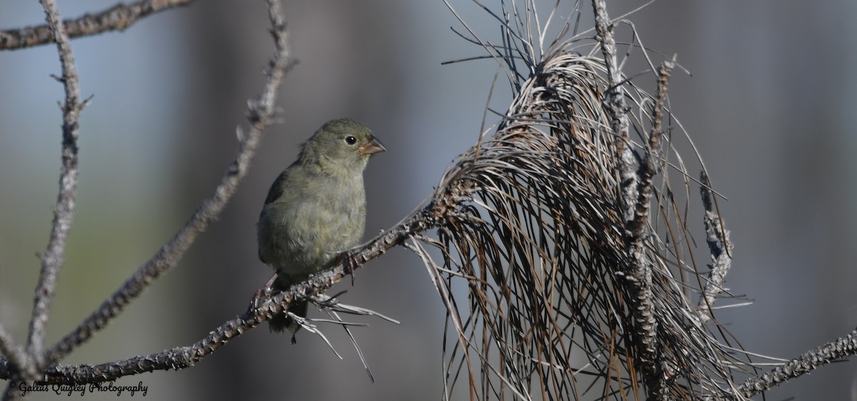 ニショクコメワリ - ML386788351