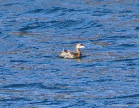 Pied-billed Grebe - ML386788861