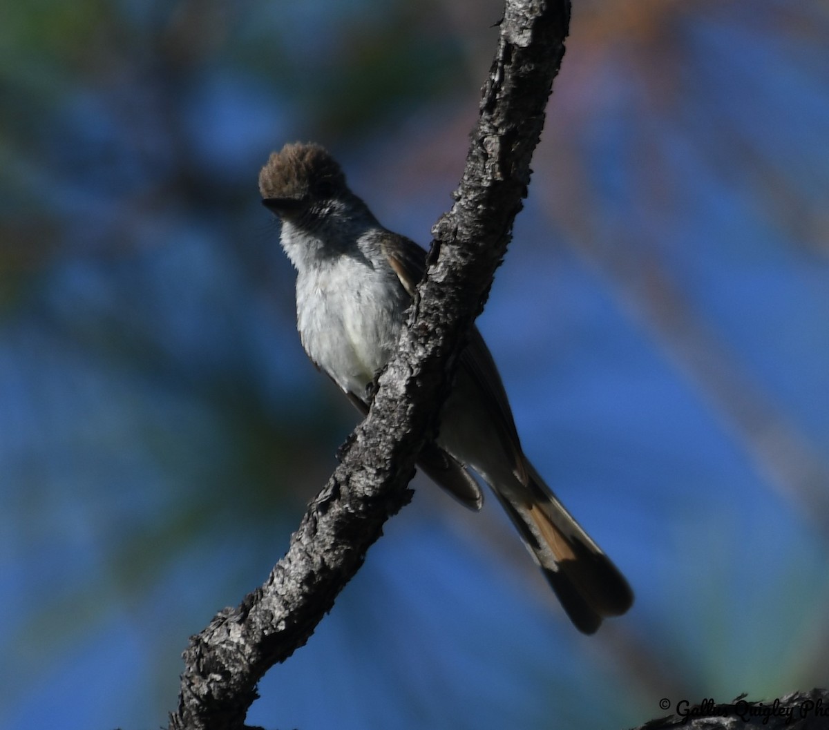 La Sagra's Flycatcher - ML386788951