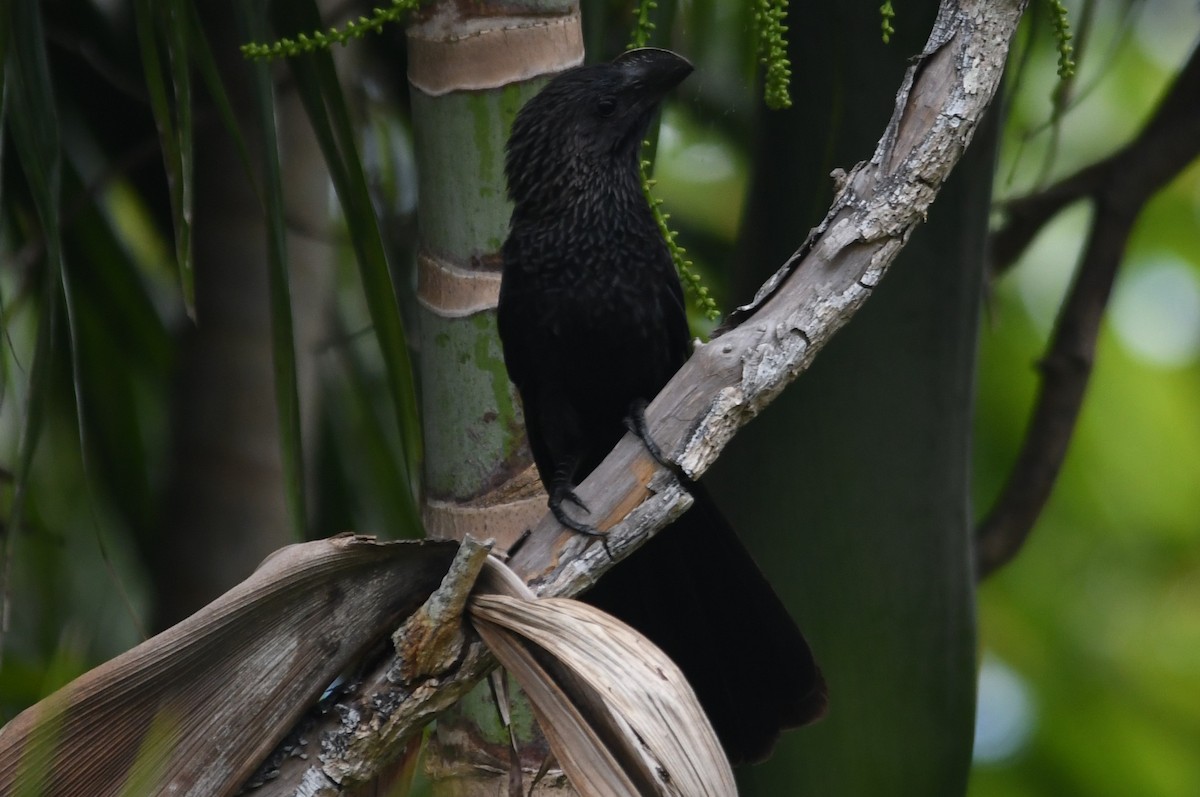 Smooth-billed Ani - Gallus Quigley