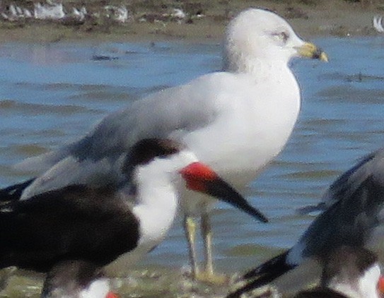 Ring-billed Gull - ML38679001