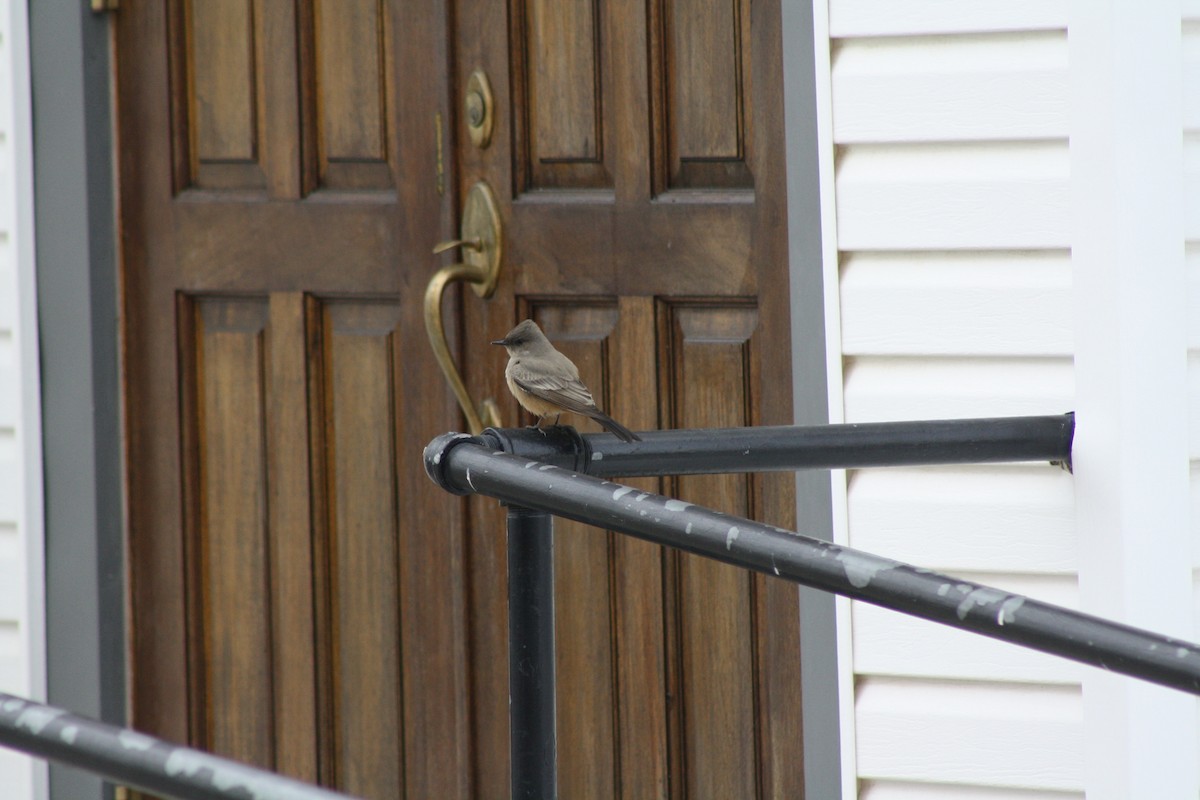 Say's Phoebe - ML38679181