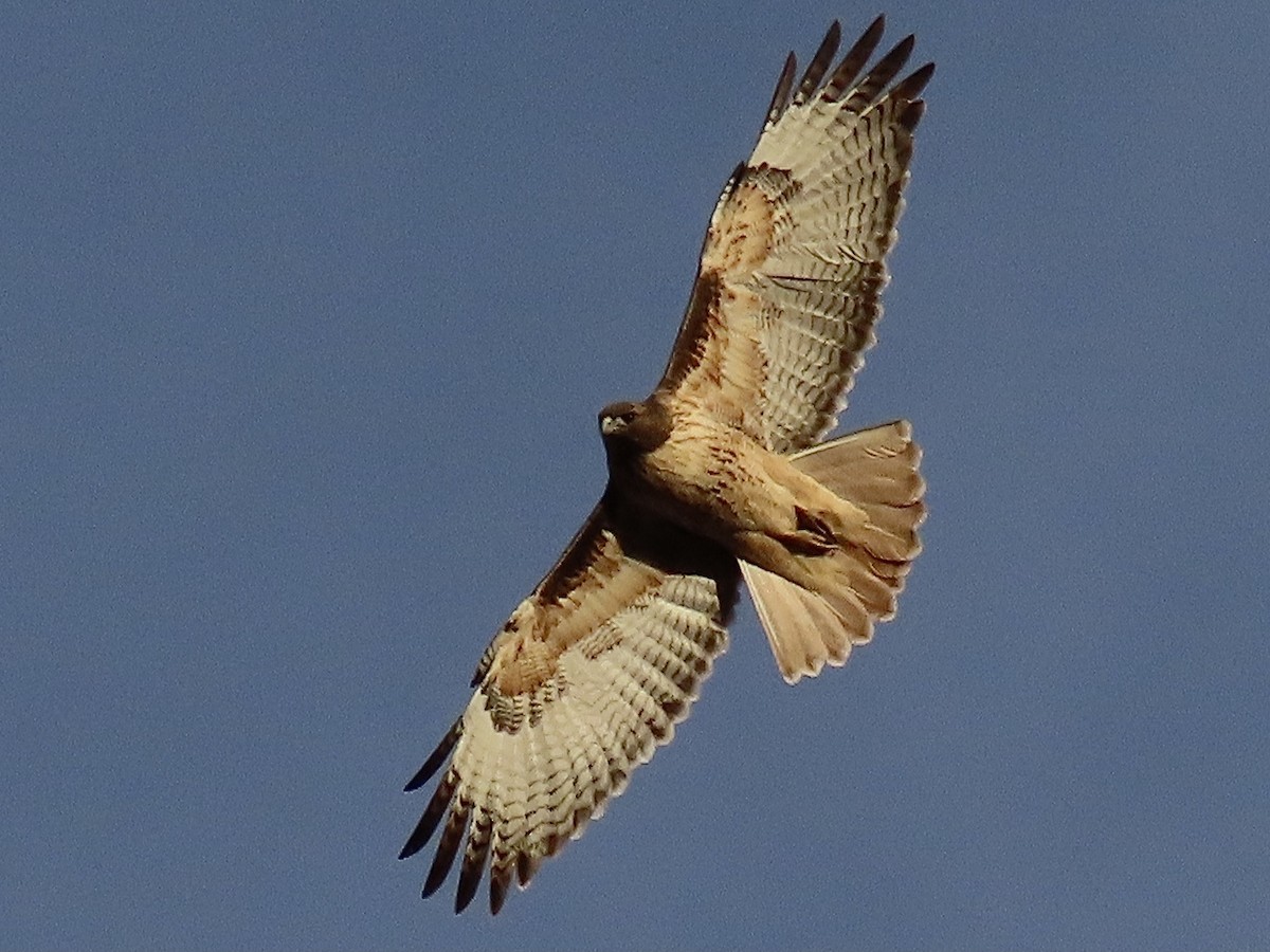 Red-tailed Hawk - ML386792821