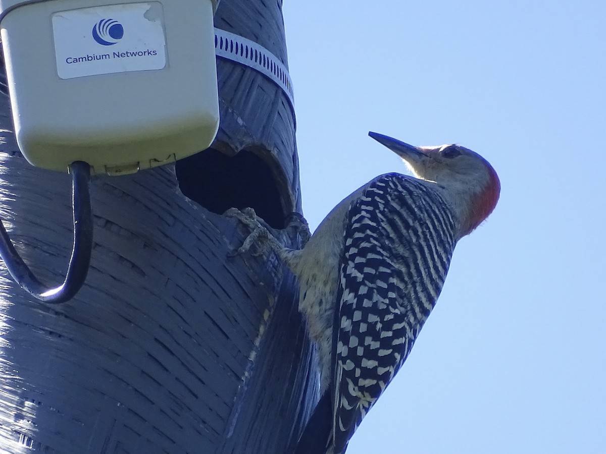 Red-bellied Woodpecker - ML386793271