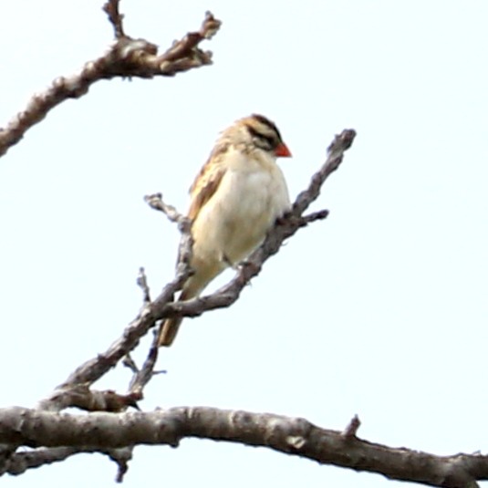 Pin-tailed Whydah - ML386794111