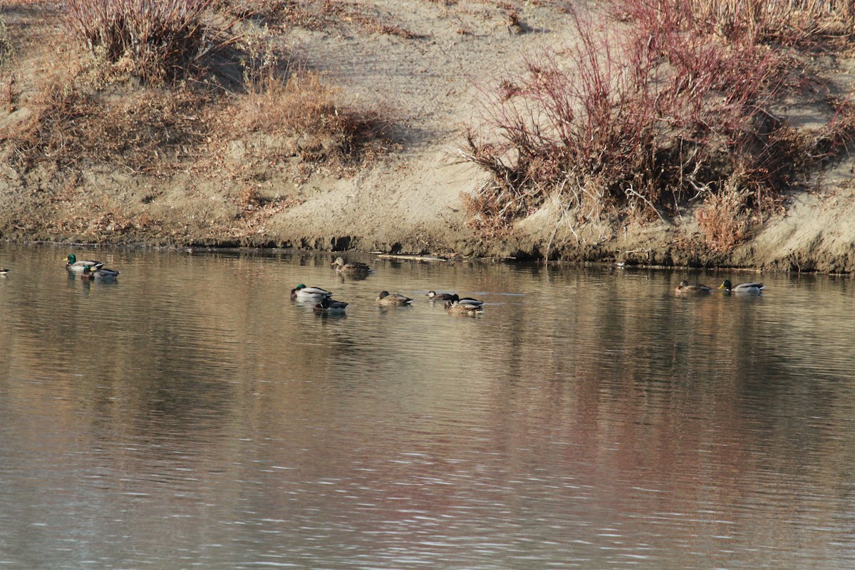 Black Scoter - ML386794351