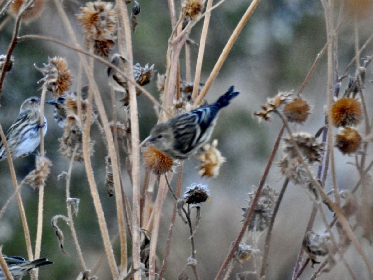 Pine Siskin - ML386795901