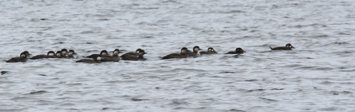 White-winged Scoter - ML38679651